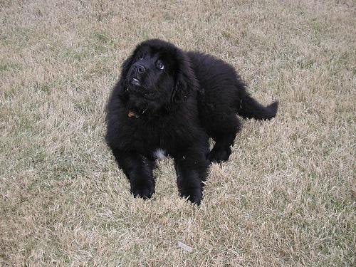 https://images.dog.ceo/breeds/newfoundland/n02111277_3297.jpg