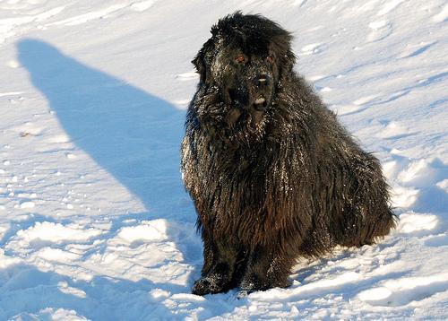 https://images.dog.ceo/breeds/newfoundland/n02111277_341.jpg