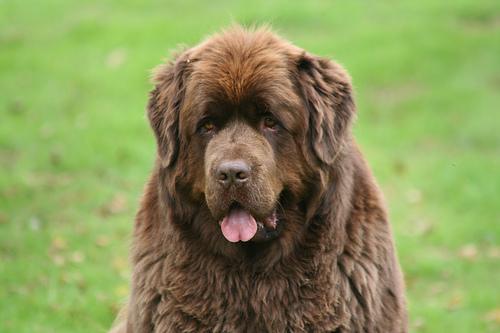 https://images.dog.ceo/breeds/newfoundland/n02111277_3456.jpg