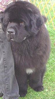 https://images.dog.ceo/breeds/newfoundland/n02111277_3470.jpg