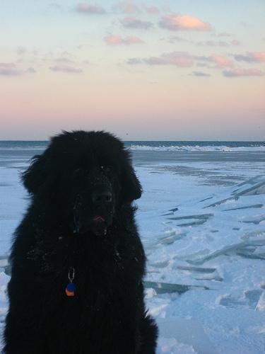 https://images.dog.ceo/breeds/newfoundland/n02111277_3504.jpg