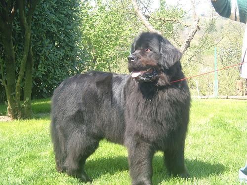 https://images.dog.ceo/breeds/newfoundland/n02111277_357.jpg