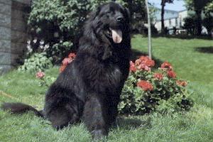 https://images.dog.ceo/breeds/newfoundland/n02111277_3653.jpg