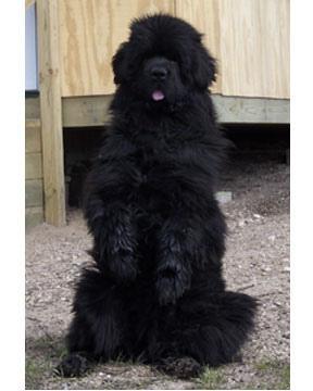 https://images.dog.ceo/breeds/newfoundland/n02111277_3741.jpg