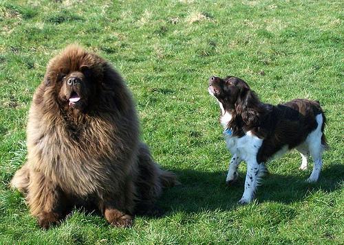 https://images.dog.ceo/breeds/newfoundland/n02111277_3910.jpg