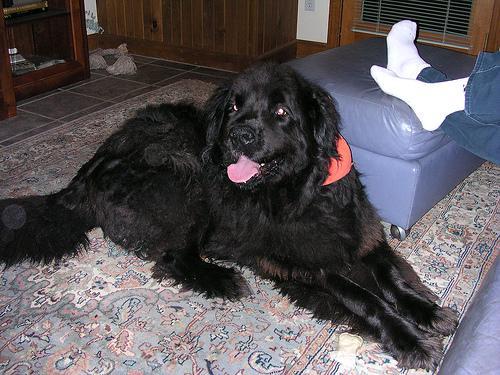 https://images.dog.ceo/breeds/newfoundland/n02111277_392.jpg