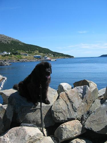 https://images.dog.ceo/breeds/newfoundland/n02111277_3951.jpg