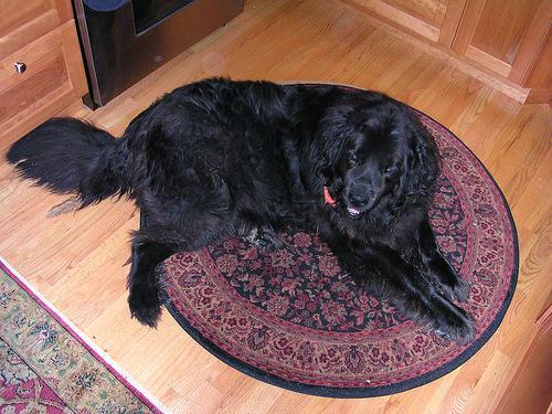 https://images.dog.ceo/breeds/newfoundland/n02111277_399.jpg