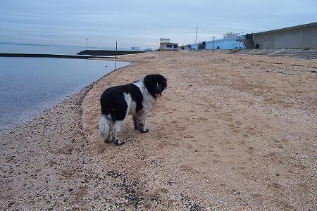 https://images.dog.ceo/breeds/newfoundland/n02111277_3990.jpg