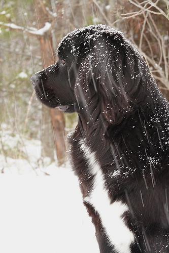 https://images.dog.ceo/breeds/newfoundland/n02111277_4292.jpg