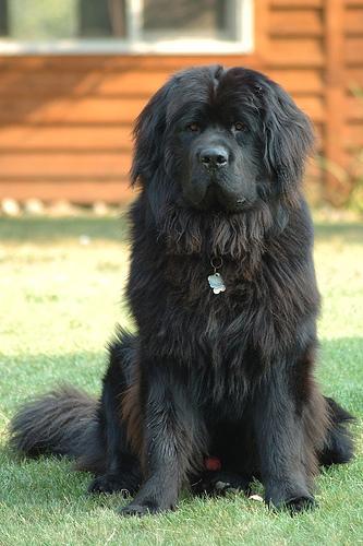 https://images.dog.ceo/breeds/newfoundland/n02111277_4317.jpg