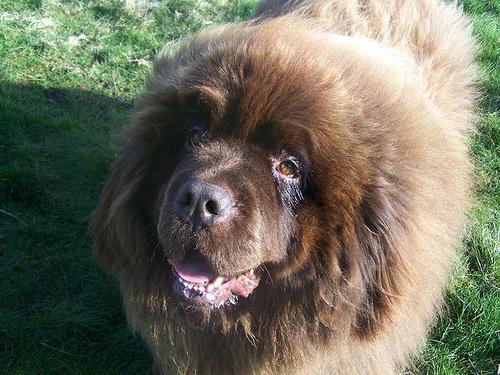 https://images.dog.ceo/breeds/newfoundland/n02111277_4404.jpg