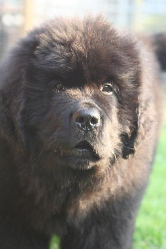 https://images.dog.ceo/breeds/newfoundland/n02111277_4744.jpg