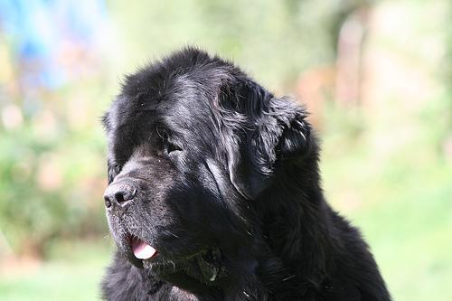 https://images.dog.ceo/breeds/newfoundland/n02111277_4872.jpg