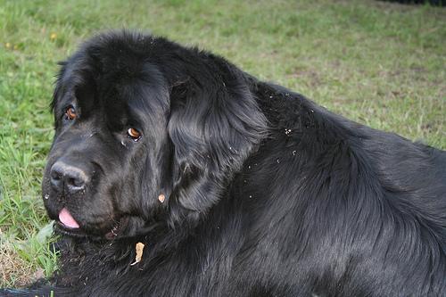 https://images.dog.ceo/breeds/newfoundland/n02111277_4924.jpg