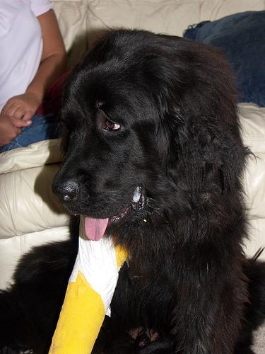 https://images.dog.ceo/breeds/newfoundland/n02111277_522.jpg