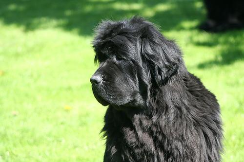 https://images.dog.ceo/breeds/newfoundland/n02111277_562.jpg