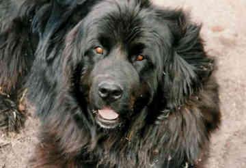 https://images.dog.ceo/breeds/newfoundland/n02111277_5765.jpg