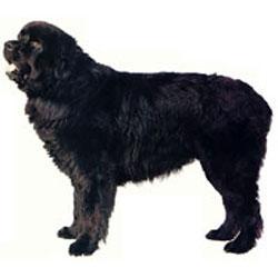 https://images.dog.ceo/breeds/newfoundland/n02111277_5845.jpg