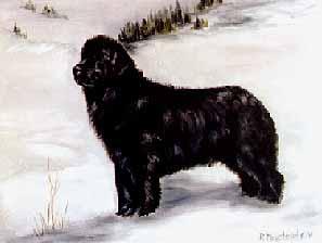 https://images.dog.ceo/breeds/newfoundland/n02111277_5932.jpg