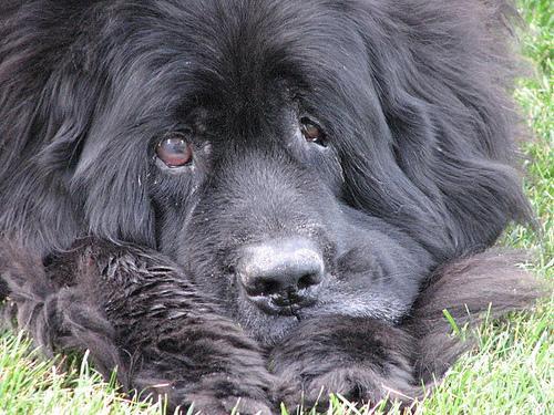 https://images.dog.ceo/breeds/newfoundland/n02111277_5956.jpg