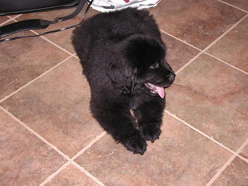 https://images.dog.ceo/breeds/newfoundland/n02111277_6063.jpg