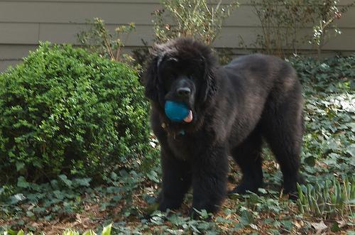 https://images.dog.ceo/breeds/newfoundland/n02111277_6143.jpg