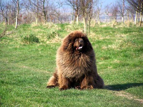 https://images.dog.ceo/breeds/newfoundland/n02111277_6229.jpg