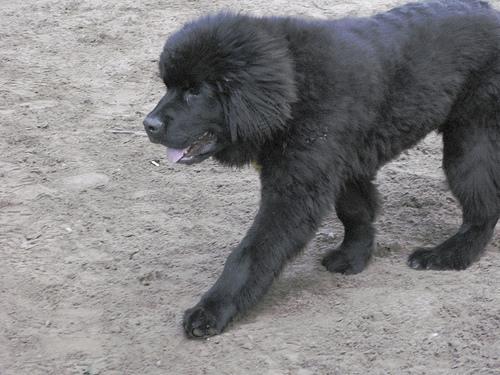 https://images.dog.ceo/breeds/newfoundland/n02111277_6337.jpg