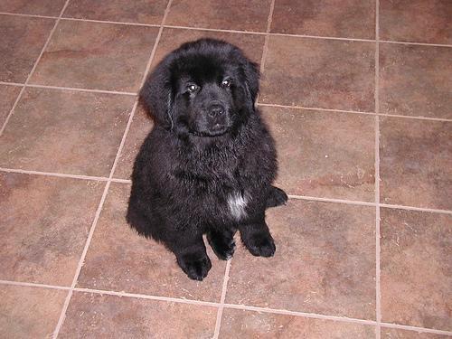 https://images.dog.ceo/breeds/newfoundland/n02111277_6353.jpg