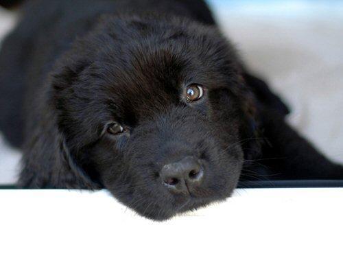 https://images.dog.ceo/breeds/newfoundland/n02111277_6410.jpg