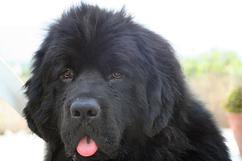 https://images.dog.ceo/breeds/newfoundland/n02111277_6483.jpg