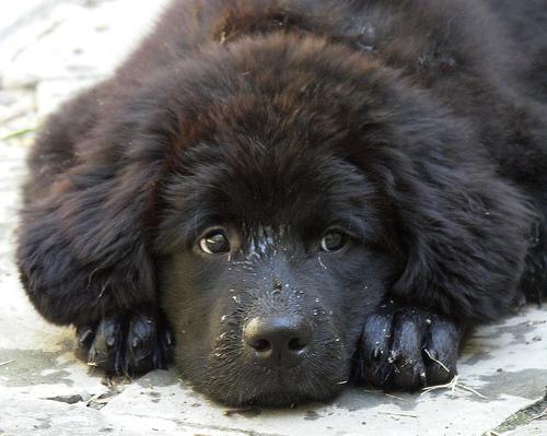 https://images.dog.ceo/breeds/newfoundland/n02111277_6662.jpg