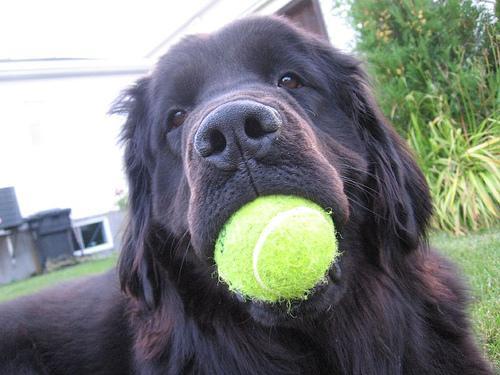 https://images.dog.ceo/breeds/newfoundland/n02111277_6679.jpg