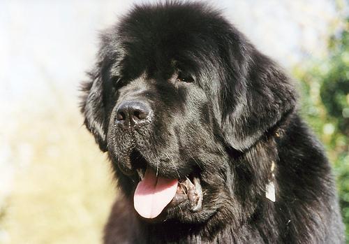 https://images.dog.ceo/breeds/newfoundland/n02111277_6838.jpg