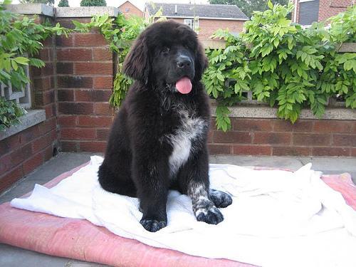 https://images.dog.ceo/breeds/newfoundland/n02111277_6861.jpg