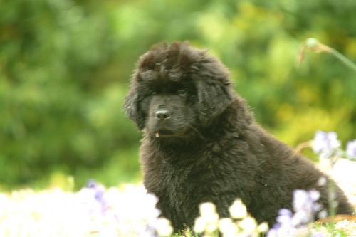 https://images.dog.ceo/breeds/newfoundland/n02111277_6885.jpg