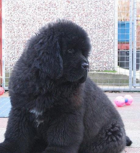 https://images.dog.ceo/breeds/newfoundland/n02111277_6971.jpg