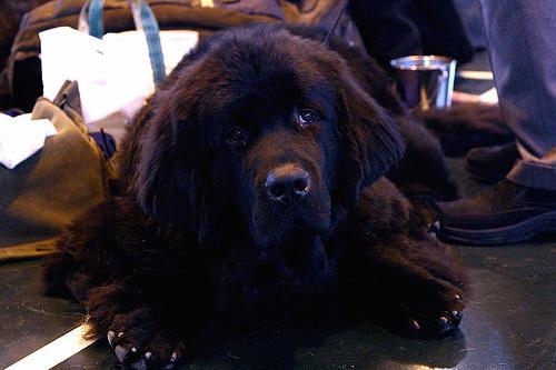 https://images.dog.ceo/breeds/newfoundland/n02111277_7225.jpg