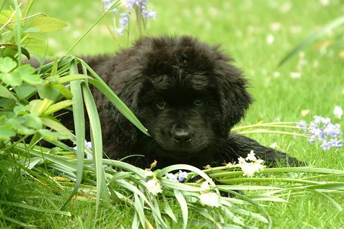 https://images.dog.ceo/breeds/newfoundland/n02111277_7395.jpg