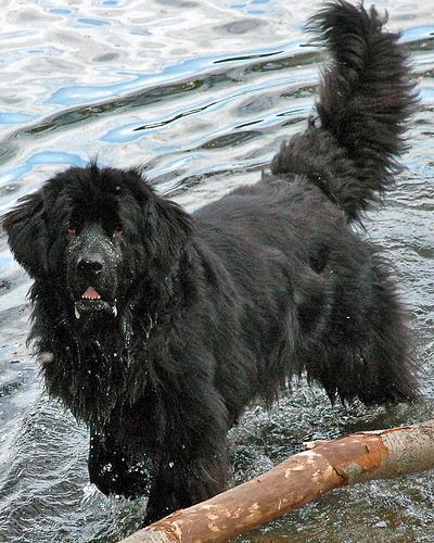 https://images.dog.ceo/breeds/newfoundland/n02111277_766.jpg