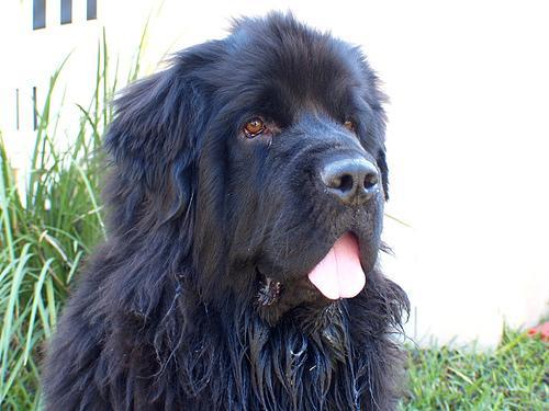 https://images.dog.ceo/breeds/newfoundland/n02111277_7697.jpg