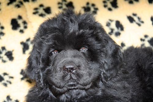 https://images.dog.ceo/breeds/newfoundland/n02111277_8579.jpg