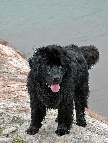 https://images.dog.ceo/breeds/newfoundland/n02111277_8856.jpg