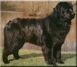 https://images.dog.ceo/breeds/newfoundland/n02111277_9301.jpg