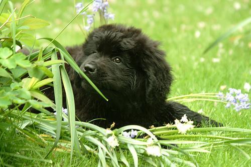 https://images.dog.ceo/breeds/newfoundland/n02111277_939.jpg