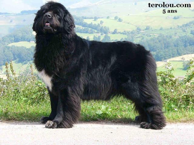 https://images.dog.ceo/breeds/newfoundland/n02111277_980.jpg