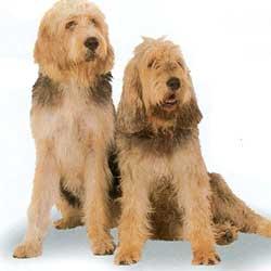 https://images.dog.ceo/breeds/otterhound/n02091635_1043.jpg