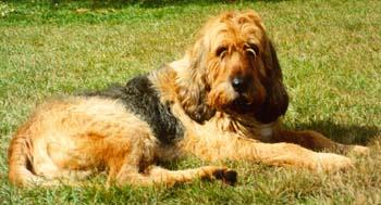 https://images.dog.ceo/breeds/otterhound/n02091635_1058.jpg