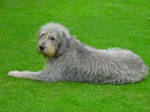 https://images.dog.ceo/breeds/otterhound/n02091635_1102.jpg